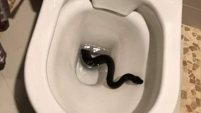 Brisbane Snake Catchers fished this fellow out of another Brisbane toilet bowl.