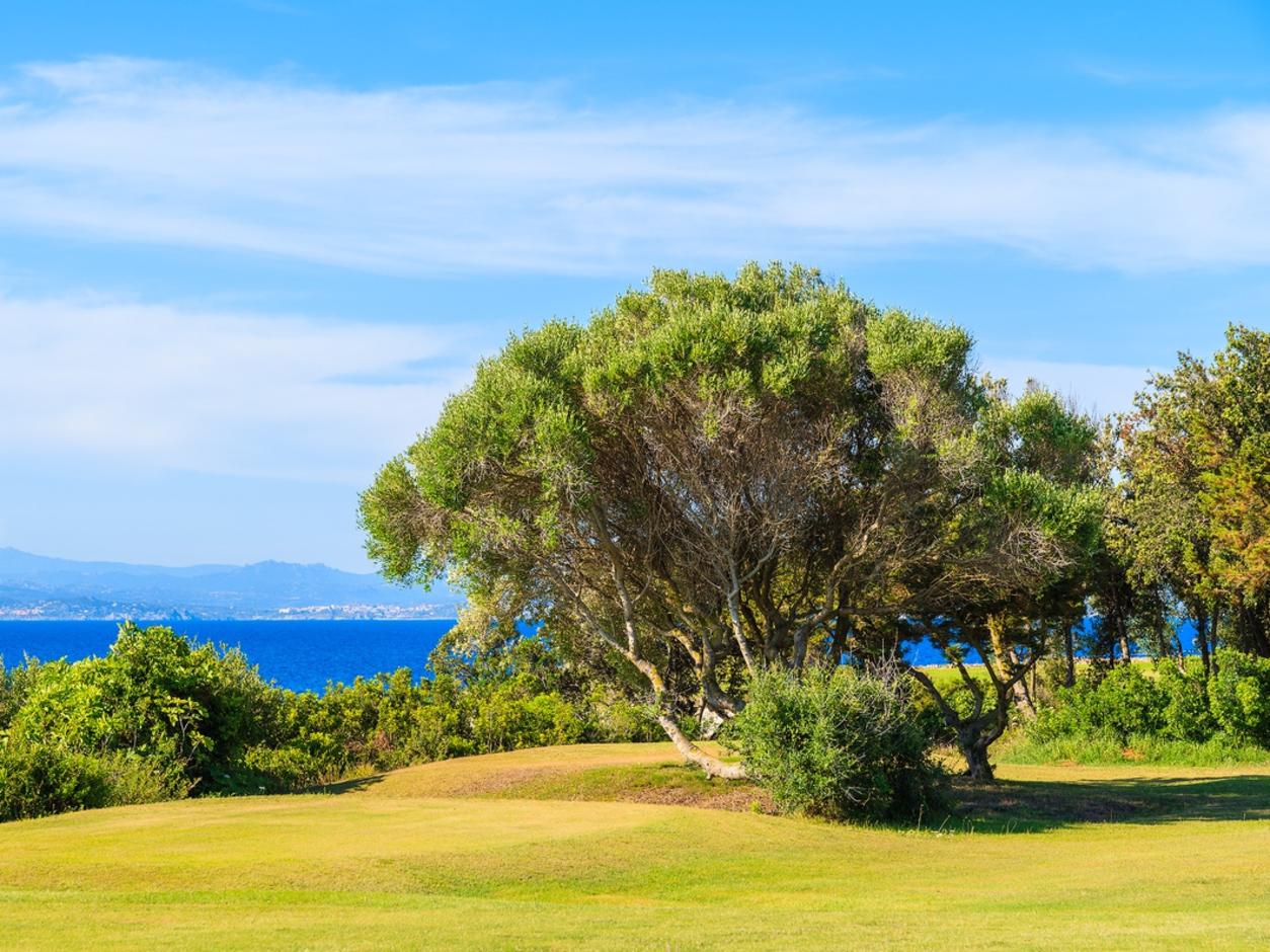 Trees and green grass area on coast of Corsica island, France