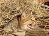 Plan to kill thousands of cats