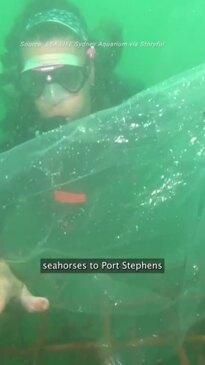 300 Endangered Baby Seahorses Released in New South Wales