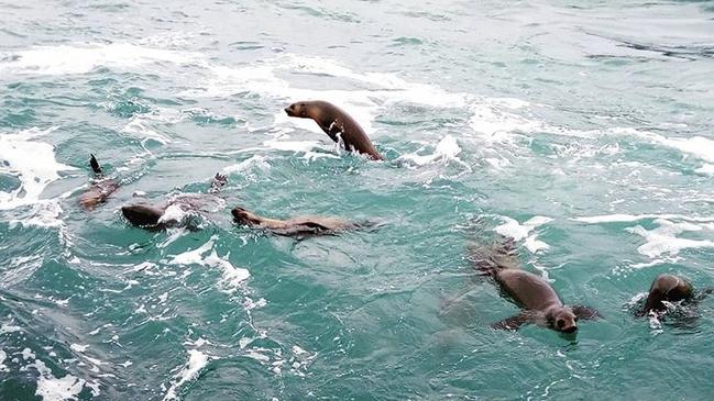 Australian fur seal population declined in 200 years. Photo: Phillip Island Nature Parks.