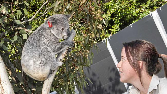 Wildlife carer Kiara Hill with Poppy the Koala. Picture: Nev Madsen