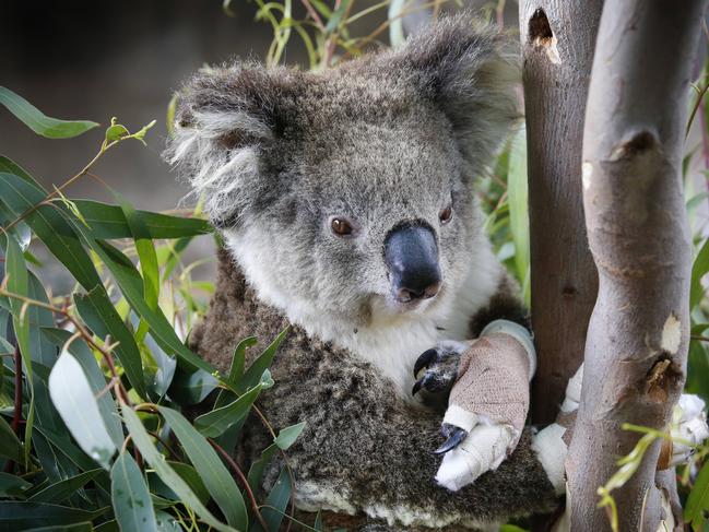 Melbourne Zoo currently has three koalas in care from the Mallacoota fires undergoing treatment. Annie, a young female, has bandaged paws from burns walking on hot ashes. Picture: David Caird