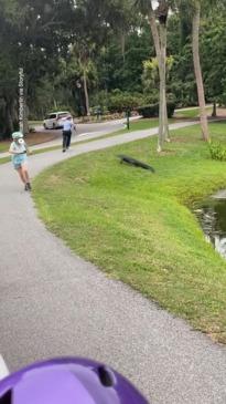 Alligator rushes out of pond to chase fisherman