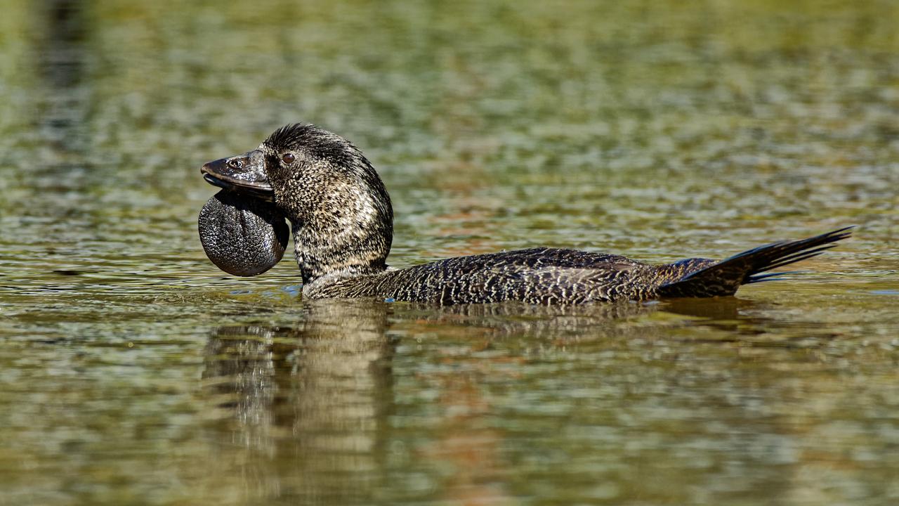 “I beg your pardon?” Researchers have discovered that musk ducks like this one are excellent mimics, thanks to a 1980s recording of a duck named Ripper being very cheeky indeed. Picture: iStock
