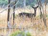 54,000-strong population of wild deer labelled ‘sustainable’