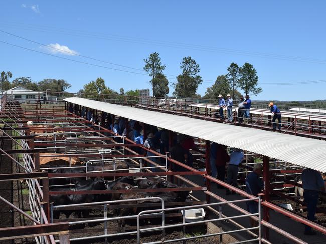 Crowds of buyers and sellers gather for the cattle sales at the Warwick Saleyards.