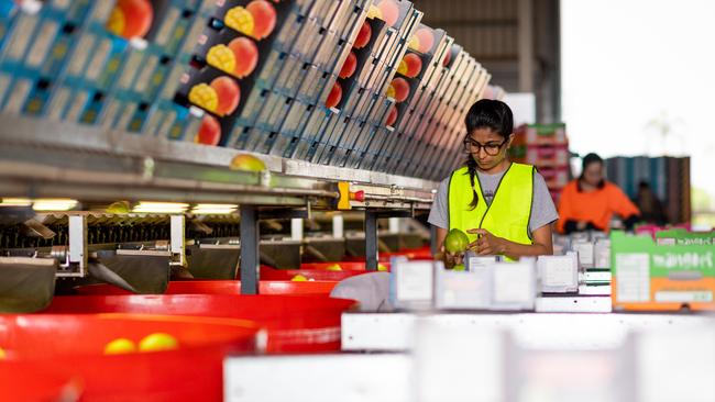 A worker packs mangoes in the Skliros Mangoes packing shed. Picture: Che Chorley