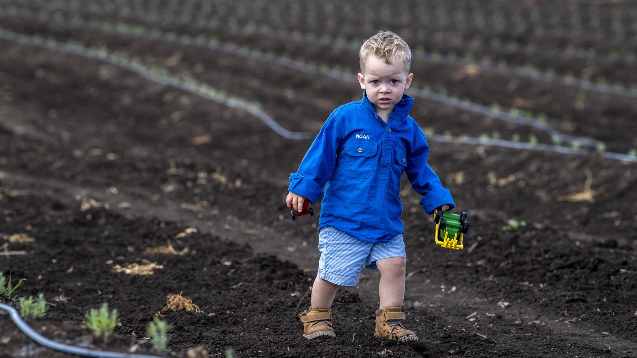 Little Noah Vohland checking out the 6000 lavender seedlings with his very own John Deere tractor. Picture: Nev Madsen