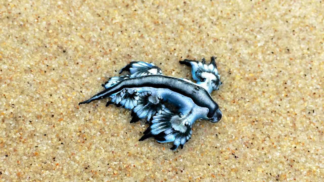 blue dragon nudibranch pet