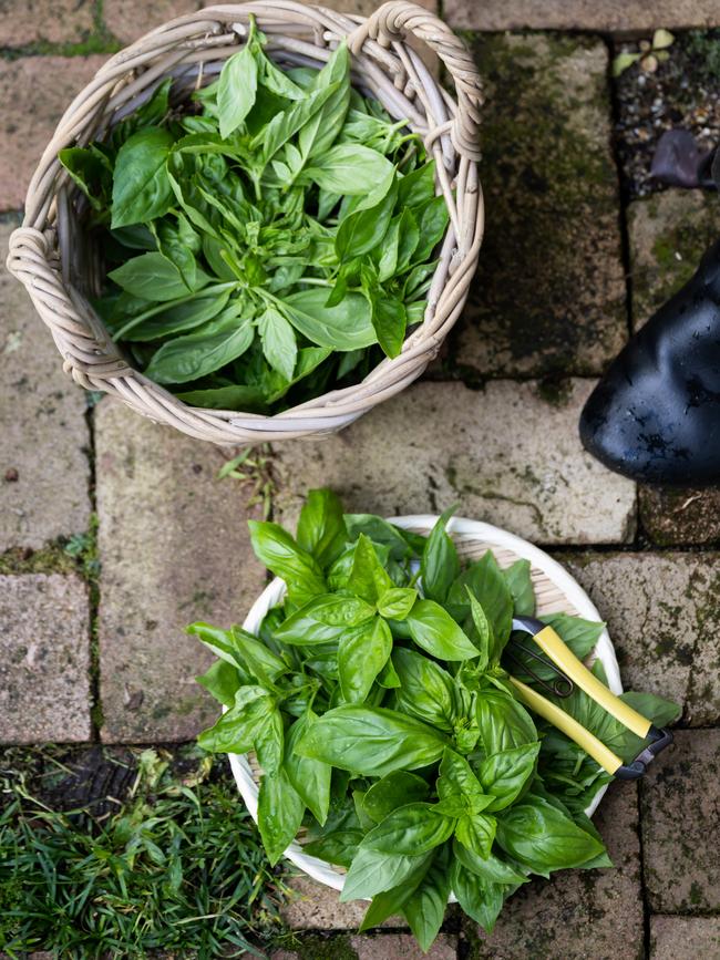 Basil is a brilliant starter herb – unlike coriander, which is much more challenging to grow at home. Picture: supplied