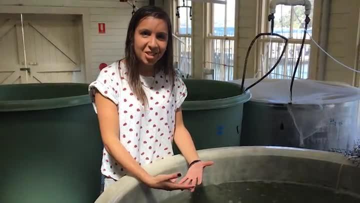 Shark Pup Nursery