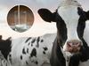 All the opening milk prices dairy farmers need to know