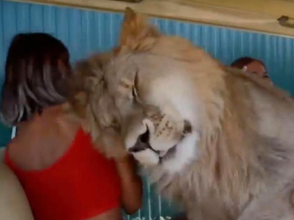 The two-year-old lion just wanted some cuddles. Picture: East 2 West News