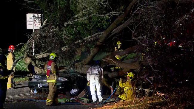 One person has died and another was trapped after a tree fell during high winds. Pictures: TNV