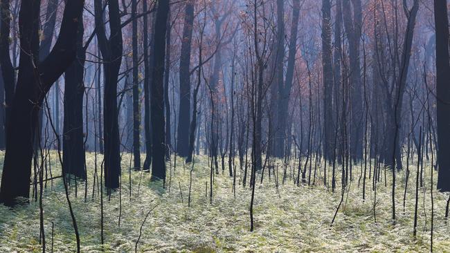 Regrowth is seen near Tambo Crossing beside the Great Alpine Road in the Victorian High Country after bushfires. Picture: AAP