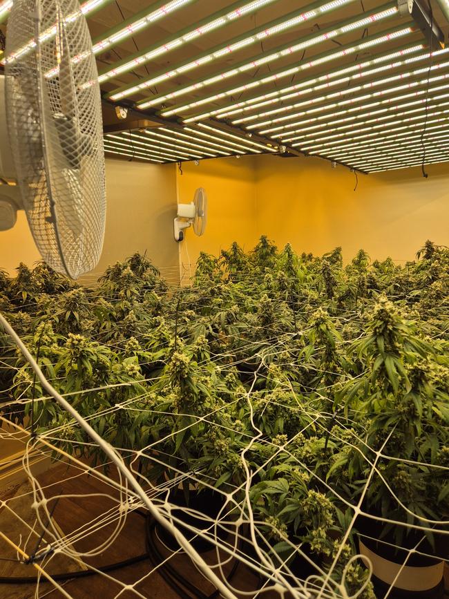 More than 300 marijuana plants were found across six properties in Woodville South, Seaton, Flinders Park, West Croydon and Ridleyton. Picture: SA Police,