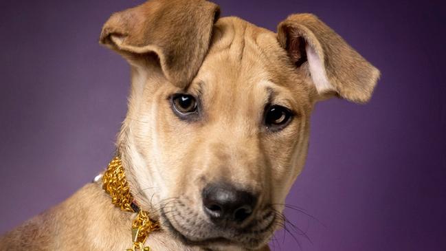 Cute Audie, aged 3 months, was up for adoption through the RSPCA for just $100. Picture: Wayne Taylor