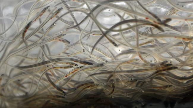 <s1>Maine is implementing a new lottery system for licences to fish for baby eels</s1>. <source>Picture: AP PHOTOS</source>                                             <source/>