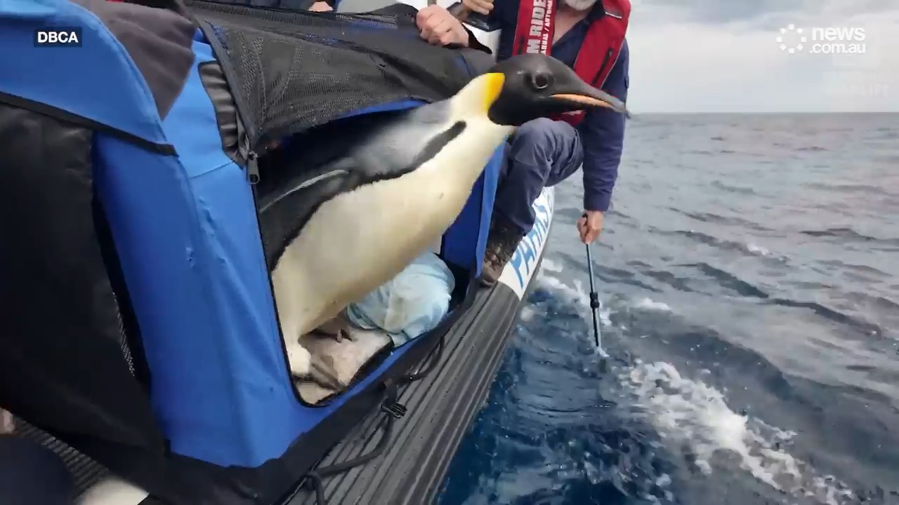 Emperor Penguin released back Into ocean in WA