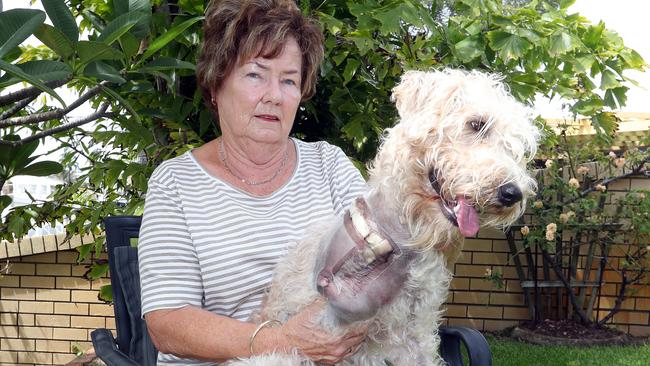 Paradise Point woman Lynette Johnston was walking her dog back from Jabiru Park when a dog attacked her 13 month old soft coated wheaten terrier and ripped its leg off. Photo by Richard Gosling