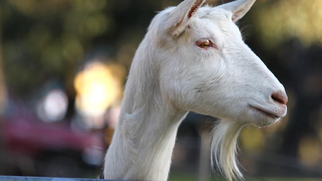 The Queen’s speech is written on goat skin paper. Picture: DALE WEBSTER