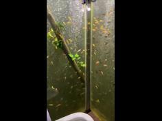 Man turns his bathroom into giant aquarium