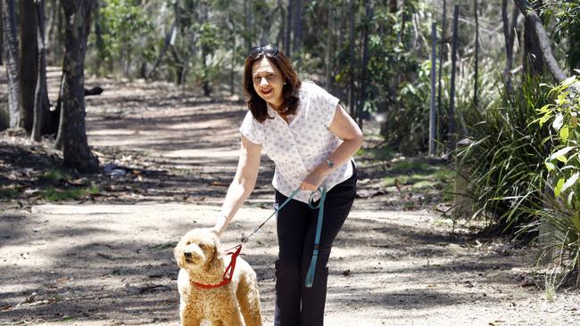 Queensland Premier Annastacia Palaszczuk walking her dog Winton in Brisbane on the morning after the state election. Picture: NCA NewsWire/Tertius Pickard