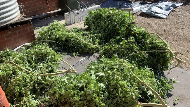 Officers seized more than 40 plants from the home. Picture: SA Police