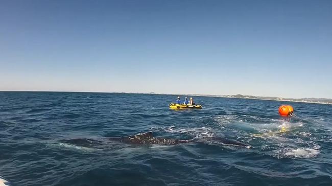 Rescuers attempt to free the tangled whale. Photo Sea World