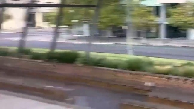 Kangaroo Hops Through Empty Adelaide Streets