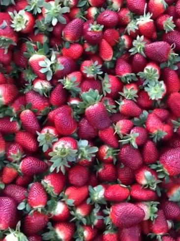 These are the berries being thrown out. Picture: Stephanie Chheang