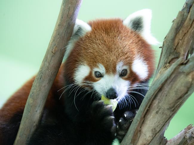 SYDNEY, AUSTRALIA - FEBRUARY 24:  A red panda is seen in its enclosure at Sydney Zoo on February 24, 2020 in Sydney, Australia. Sydney Zoo, located at Bungarribee Park in Western Sydney, is the first new zoo to be built in Sydney in more than 100 years. The Zoo opened to the public on 7 December 2019. (Photo by Mark Kolbe/Getty Images)