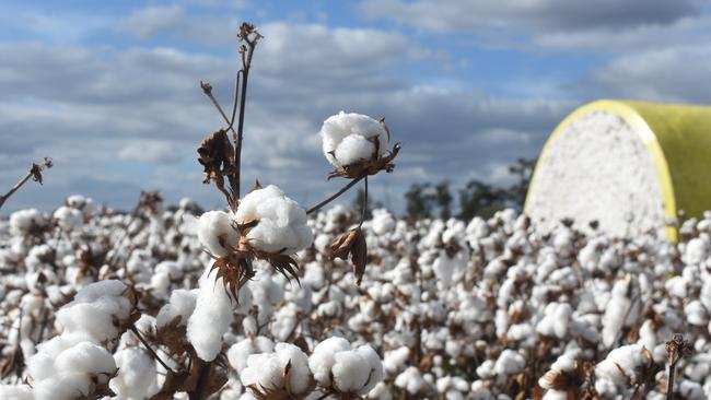 Cotton was worth more than $500 per bale in the 2017-18 season when Henry Payson Pty Ltd took hundreds of megalitres of water it didn’t pay for.