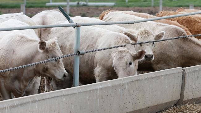 Feedlot numbers surged across the country last year.