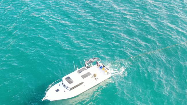 A humpback whale was released after being trapped in shark nets off the coast of Noosa on Tuesday morning. Picture: Sea Shepherd