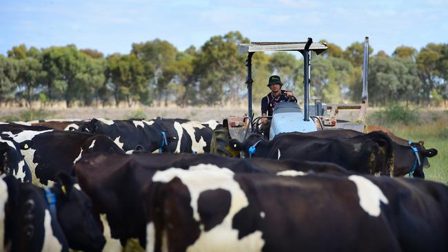 The Australian Competition and Consumer Commission has released an update to the mandatory dairy code of conduct. Picture: Zoe Phillips