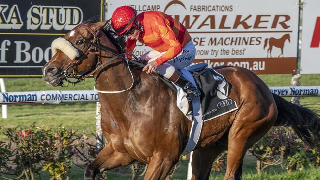 Apache Chase returned a winner this prep in the Weetwood Handicap at Toowoomba. Picture: Nev Madsen