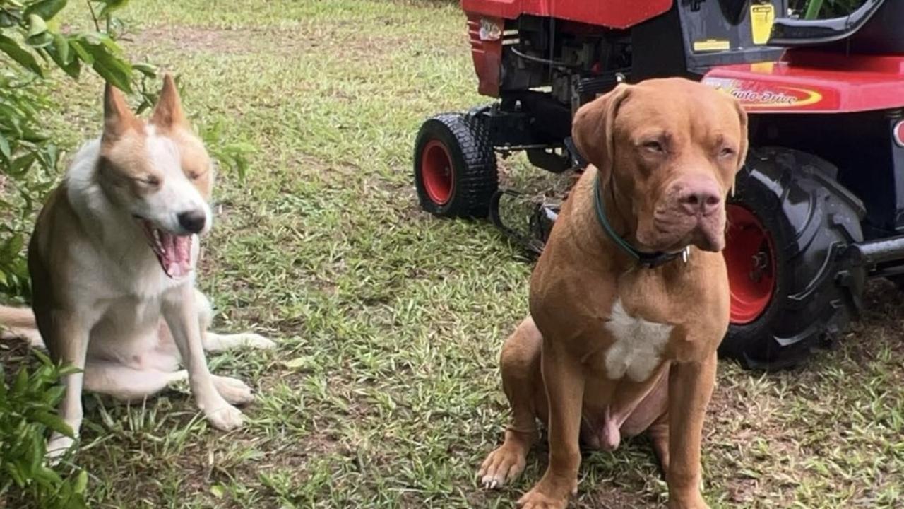 Luka and Sonny have gone missing from Brighton.