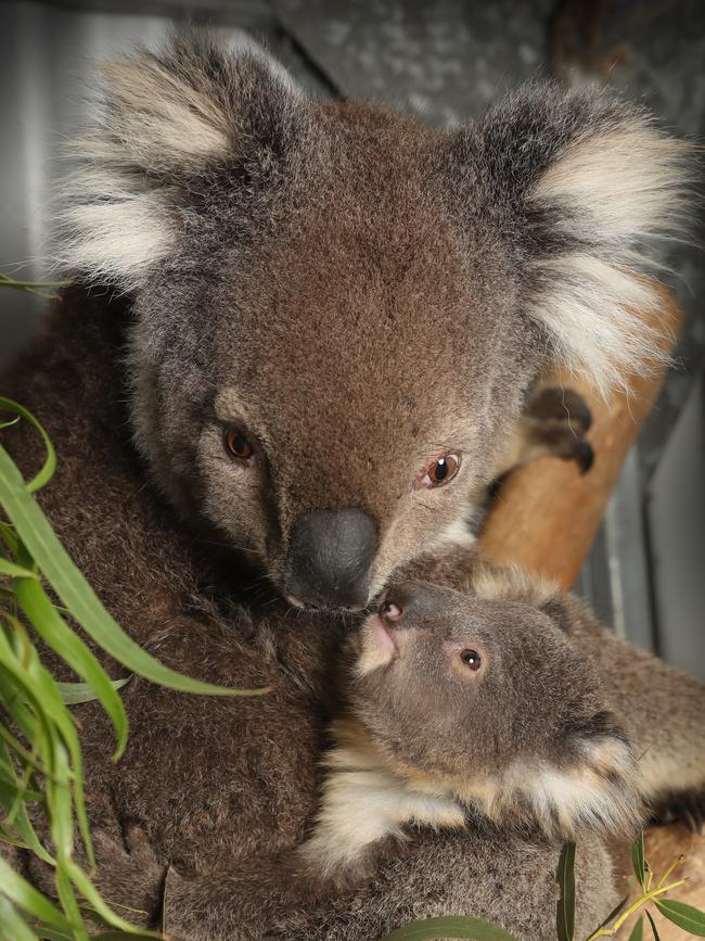 Question 25: Koala sanctuary. Picture: Alex Coppel