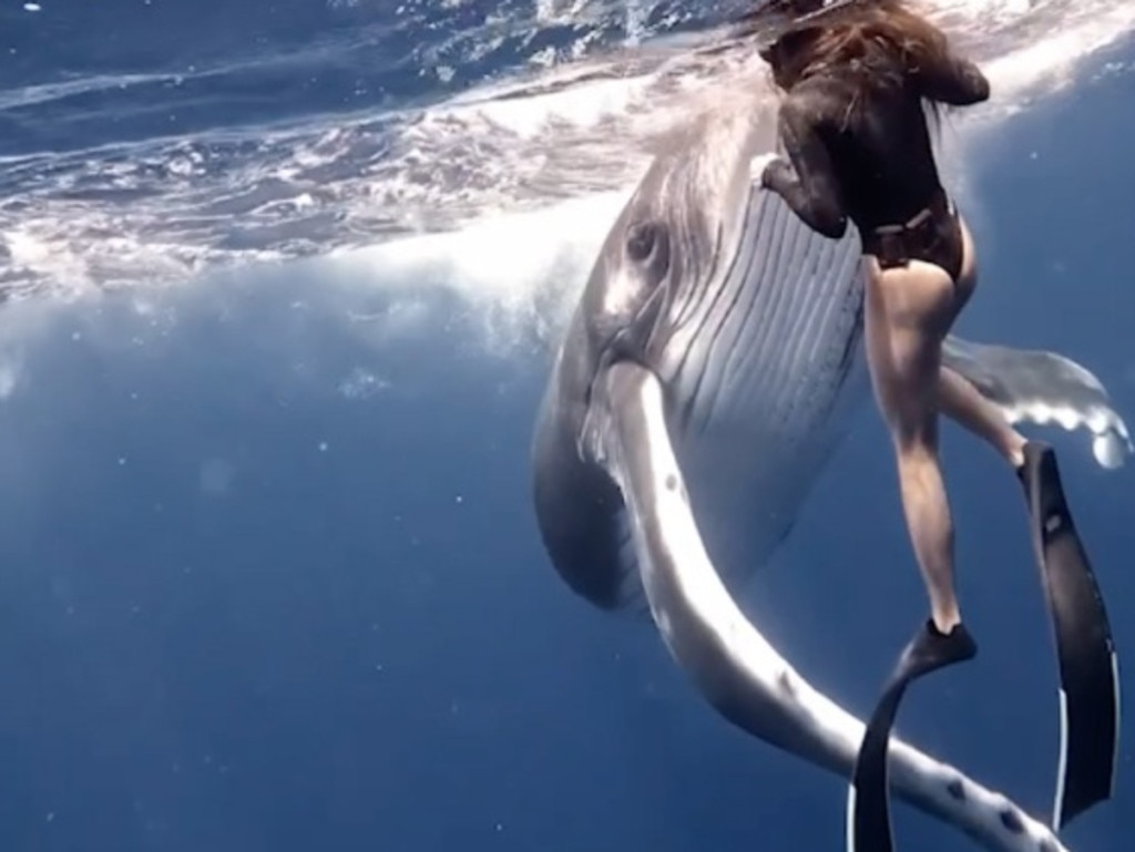 Yanna and boyfriend spotted the baby humpback with its mum while diving in Tahiti. Picture: Mega
