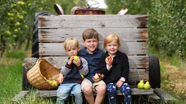 Sam, Josh, 5, and Sophie, 3, at the Magarey Orchard, Coromandel Valley. Picture: AAP/Keryn Stevens