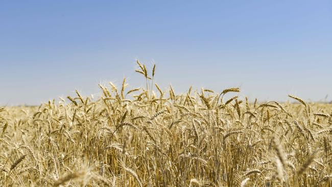 Doing well: Chinese demand lifts wheat prices and crop production estimates remain favourable. Picture: Dannika Bonser