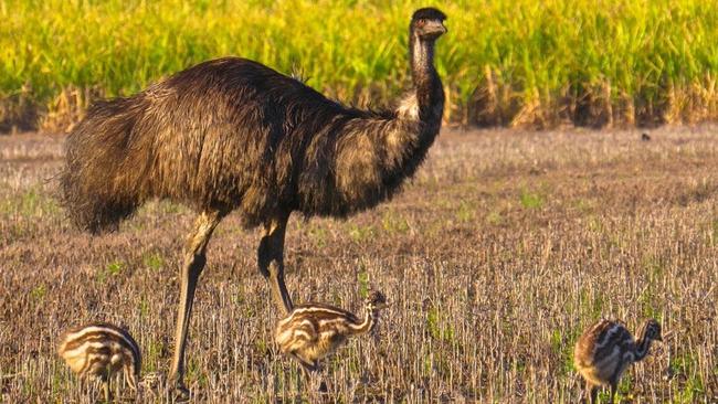 A coastal emu with chicks. Picture: Caring for Our Coastal Emus / Clarence Conversations