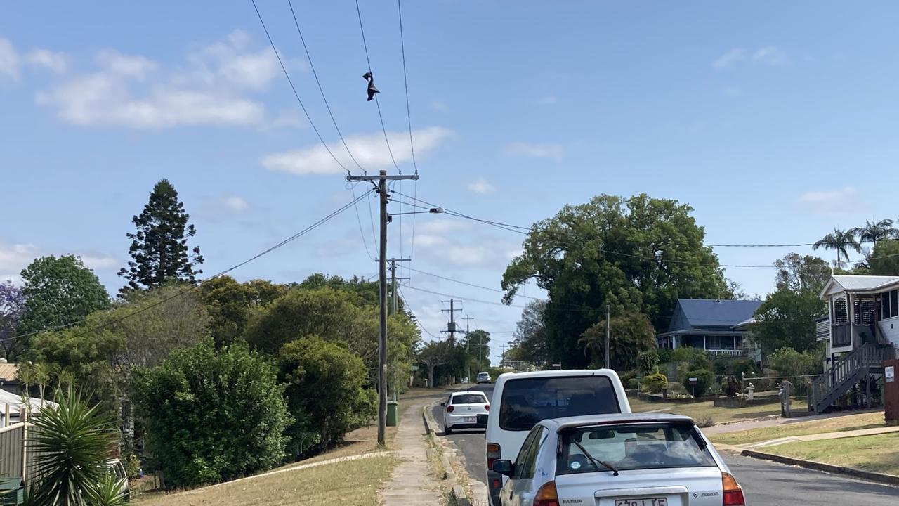 One Gympie resident was reportedly struck by falling pieces of the decomposing bat, and another had a near-miss while walking along the path.