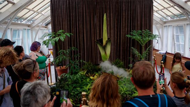 The corpse flower on Thursday. Picture: NewsWire / Nikki Short