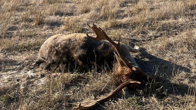 A dead deer left in the field hunters claimed was killed in the cull. Picture: Jake Nicholson (instagram @jake_nicholson9)