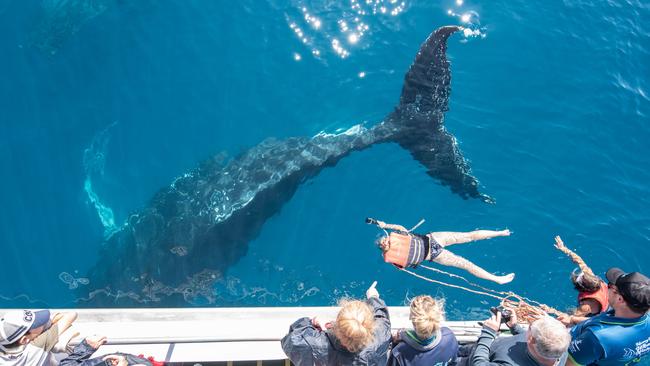 Getting up close with Hervey Bay Whale Watch &amp; Charters.