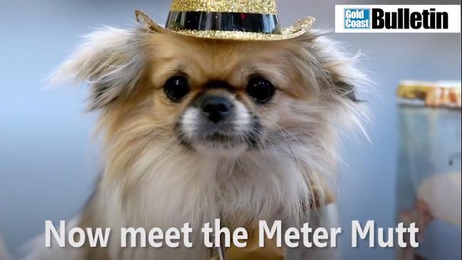 Meet the Gold Coast's 'Meter Mutt'