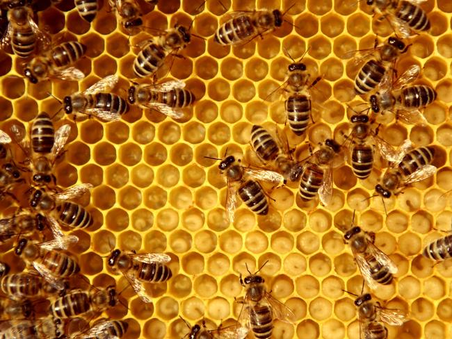 Beehives are considered complex societies.